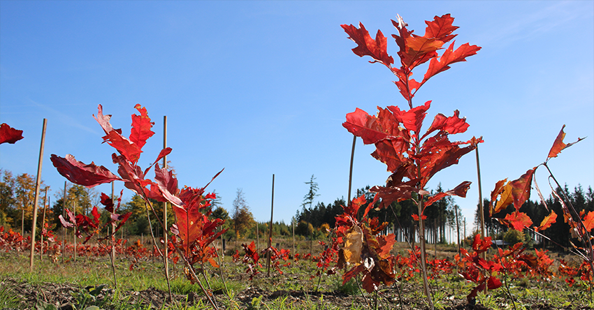 Sustainibility-ecological